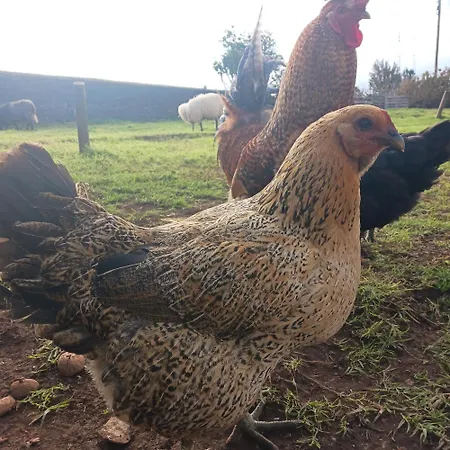 Achadas Da Cruz Farm House 펜션