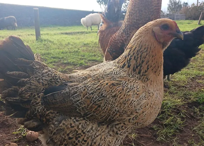 Achadas Da Cruz Farm House Casa vacanze